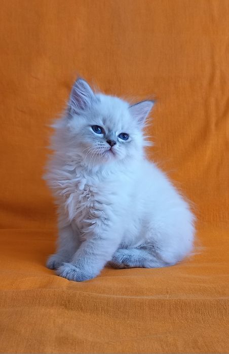 Милый невский мальчик