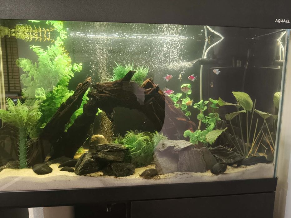 Akwarium Aquael OptiSet 125z  Wyposażenie i rybkami
