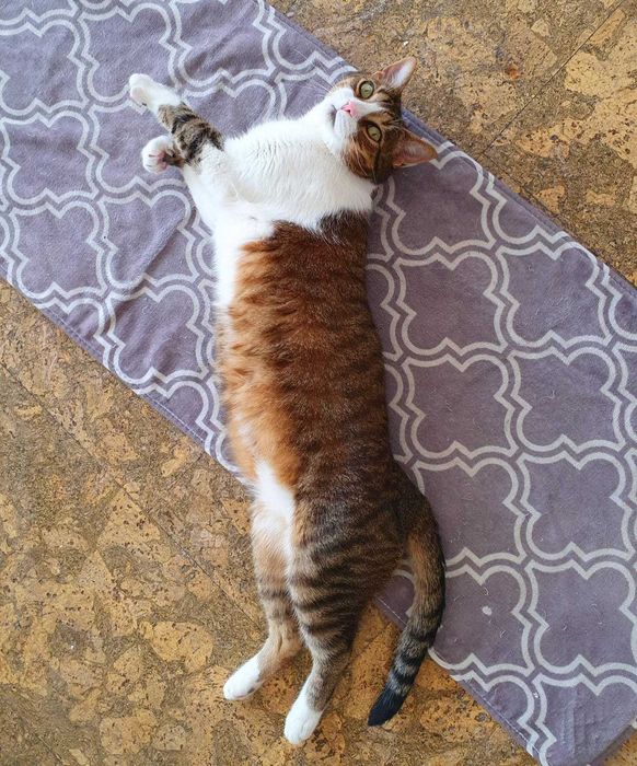 O Tejo Procura uma Nova Família