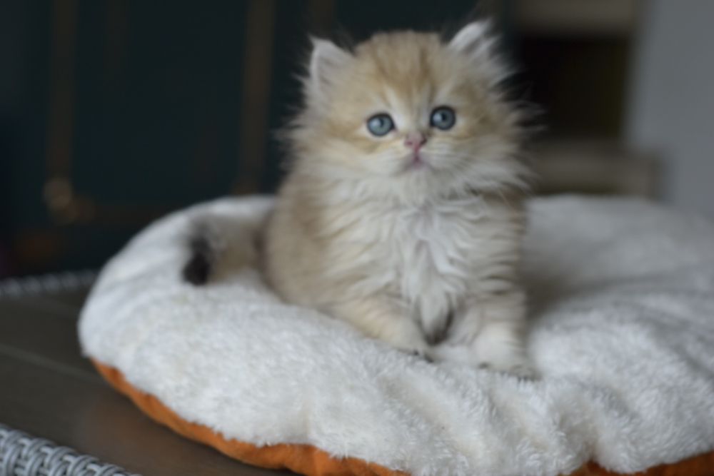 котик золотий британець ніжний малиш