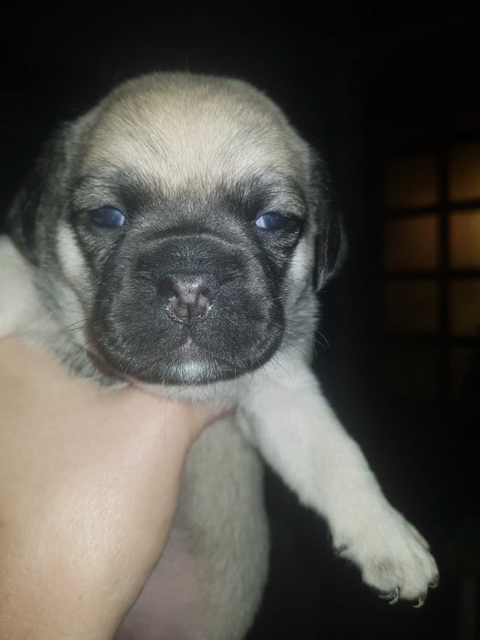 Продам щенков мопса 2500