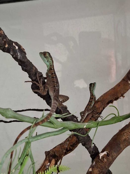 Bazyliszek płatkogłowy (Basiliscus plumifrons)