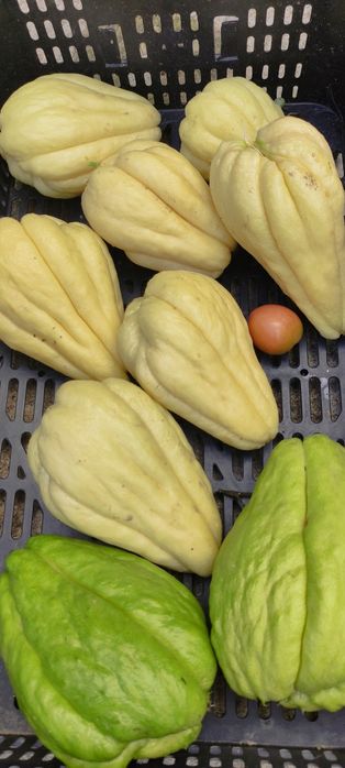 Planta de Chuchu branco e verde