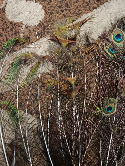 Pawie pióra naturalne