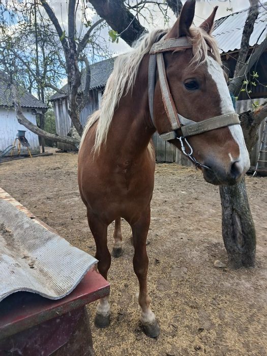 Молодий був раз в упрязі