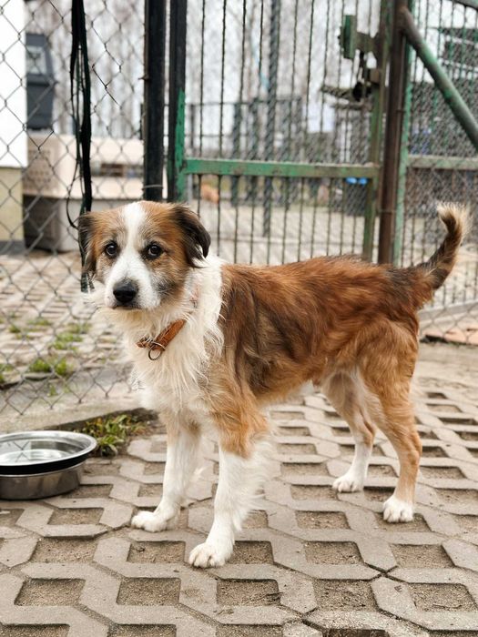 Henio - senior o wielkim sercu i dużej energii