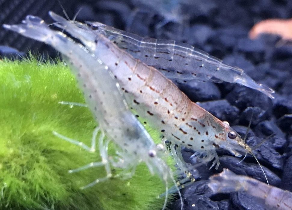 Krewetki neocardina  mix