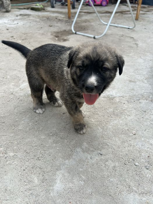 Cachorros para adopção
