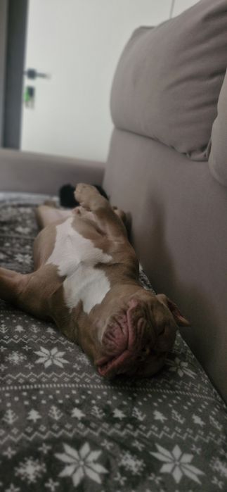 Готовий до стосунків кобель Американський Буллі  (вязка) Рівне Львів