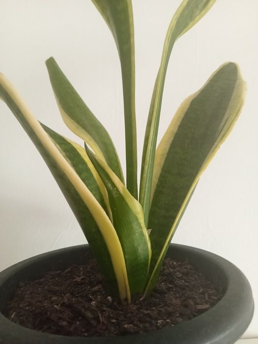 Rebentos Espada de Santa Bárbara