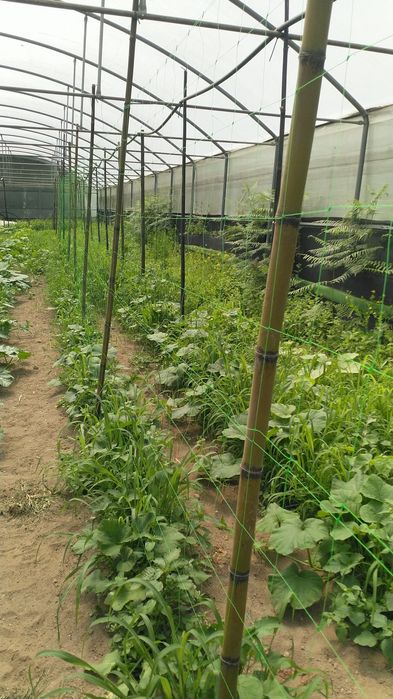 Canas de bambu à medida