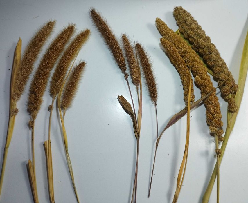 Milho painço amarelo em rama, biológico. Setaria italica