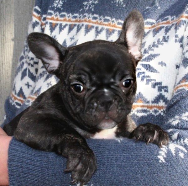 Французики генні карапузики