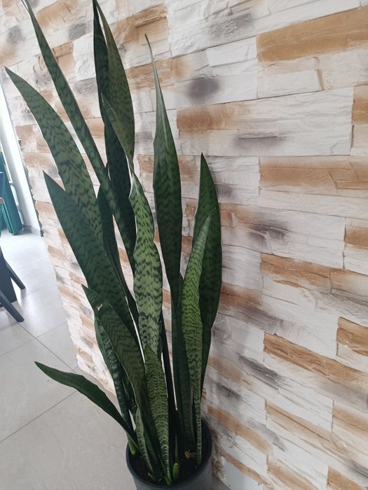 Sansewiera szable języki teściowej