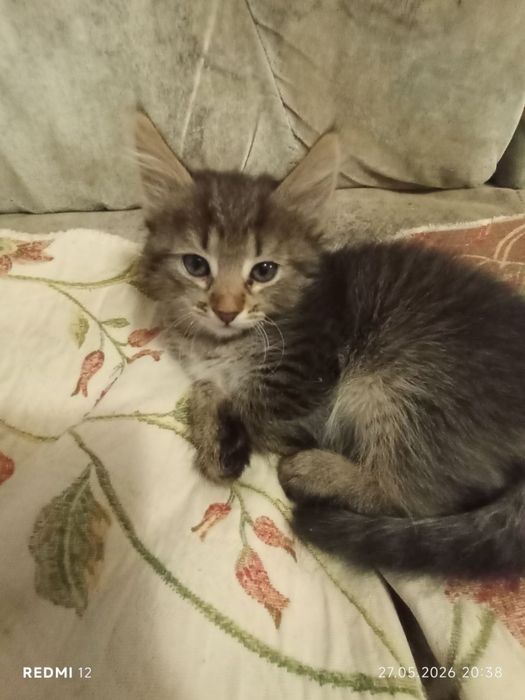Котенята в добрі руки
