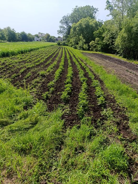 Продам міжрядковий культиватор