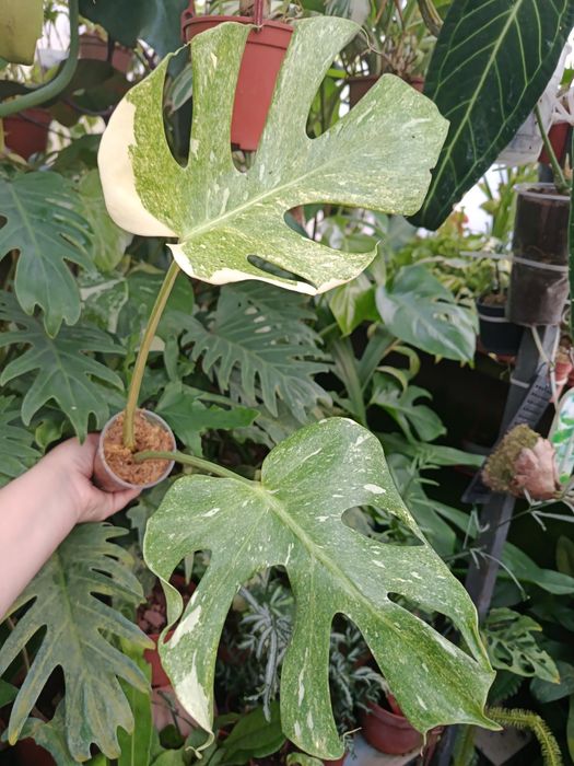 Монстера monstera platinum