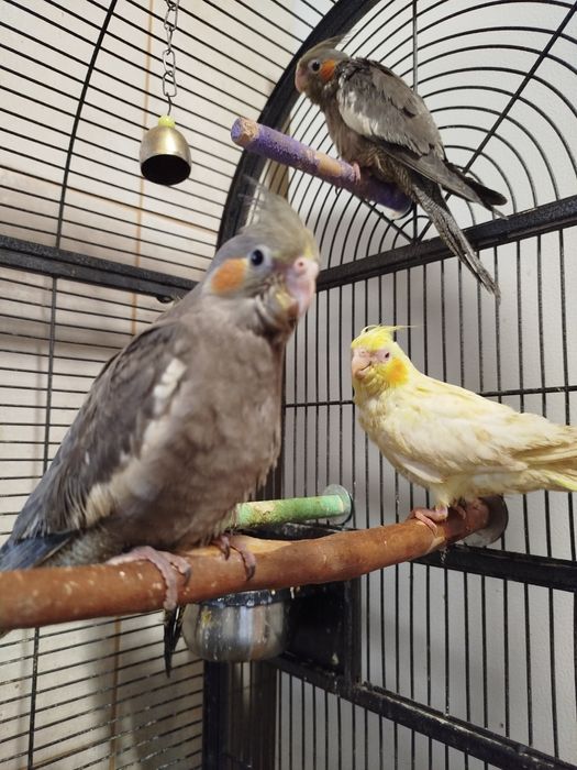 Caturra domésticada