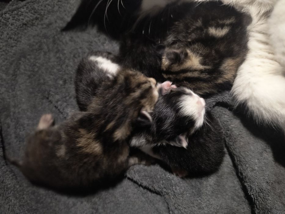 Kotki do oddania(wszystkie już zarezerwowane)