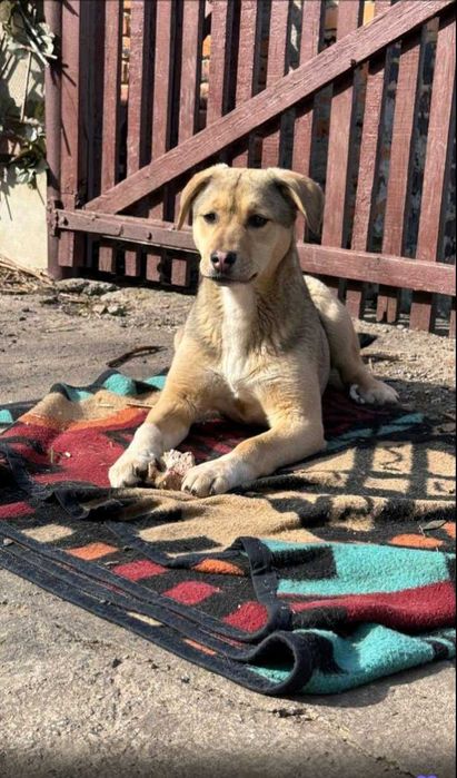 Чудова цуцик дівчинка метис шукає дім