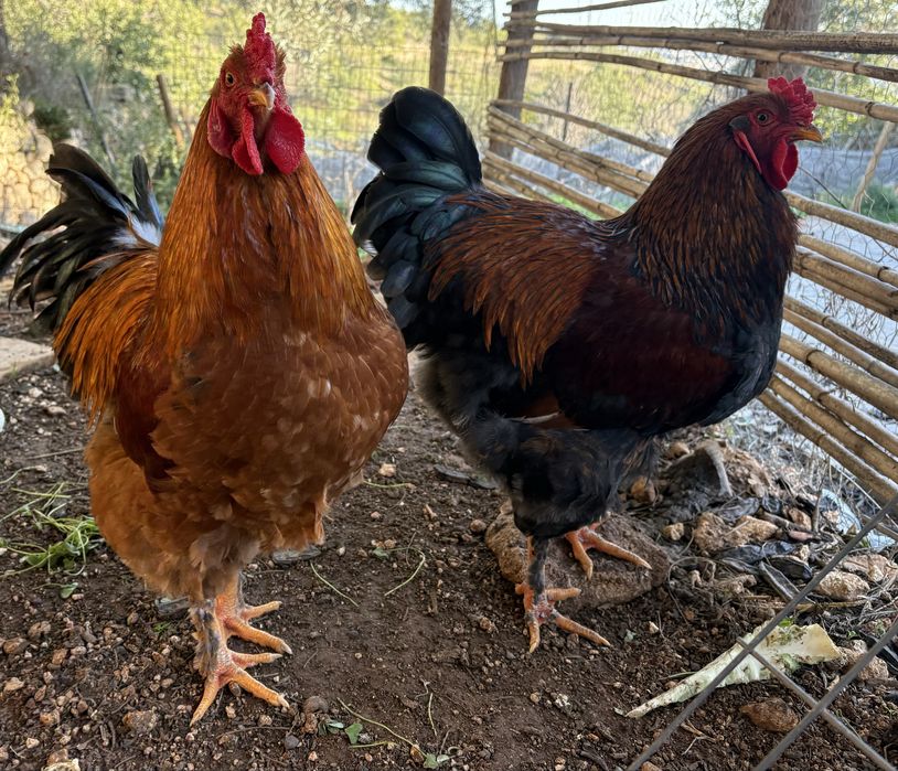 Galos com 8 meses - 4 kg aprox