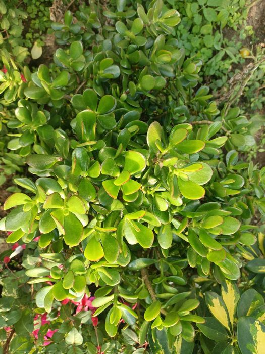 Sprzedam grubosz (drzewko szczęścia)