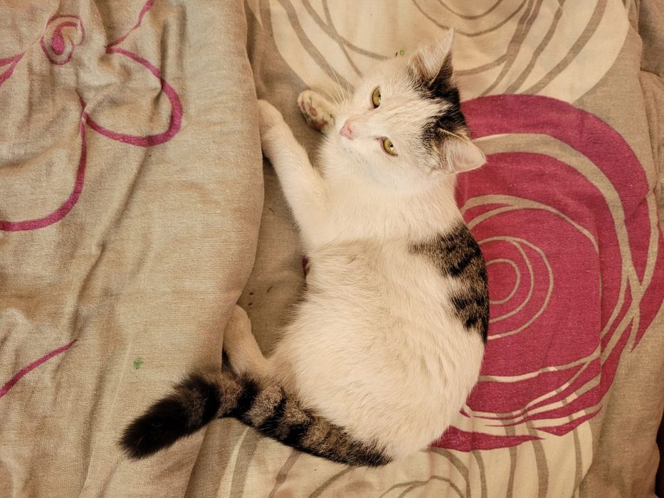 Kot kotka kociąt za darmo