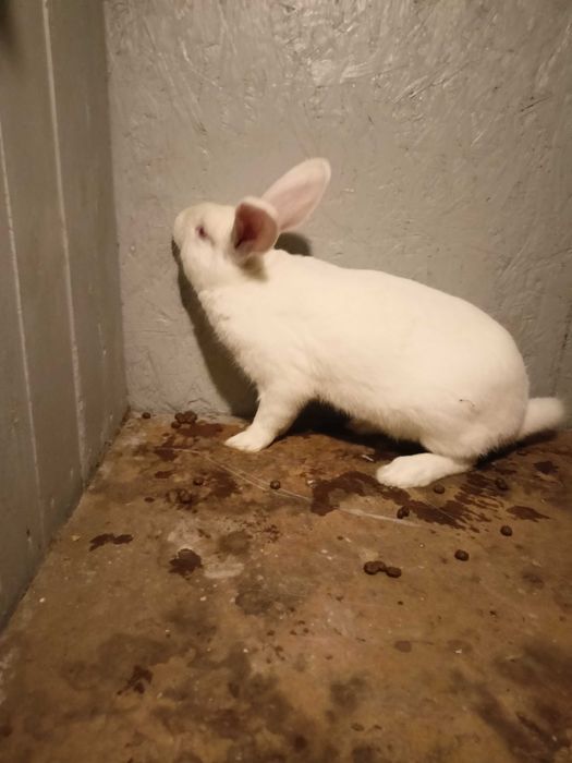 Królik - króliki samce TB  termondzkie