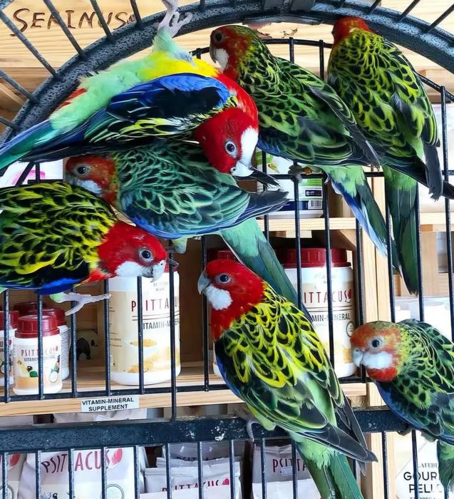 Diversas Aves sortidas