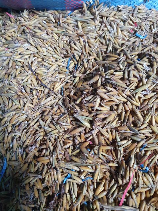 Owies opałowy - (pellet)