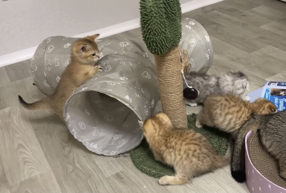 Прямоухие и вислоухие шотландские котята, мальчик и девочки