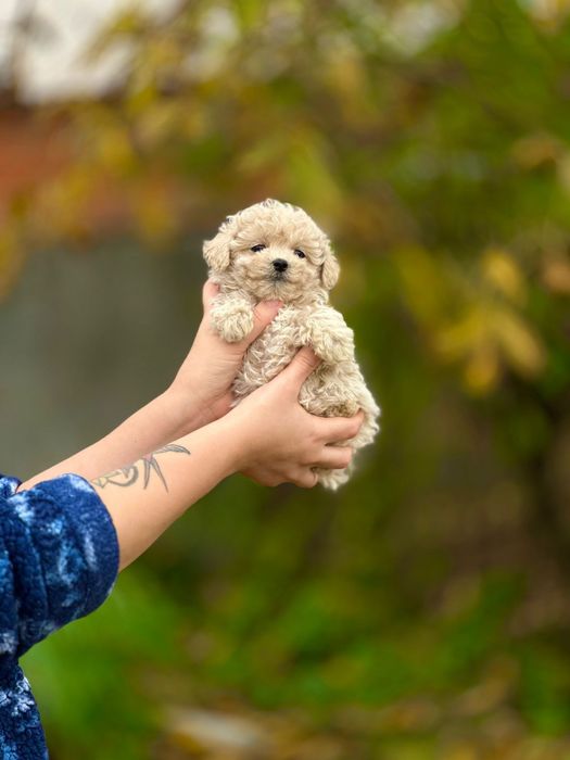 Кому міні красуню лапочку мальтіпу? Сама мила та ніжна лялечка