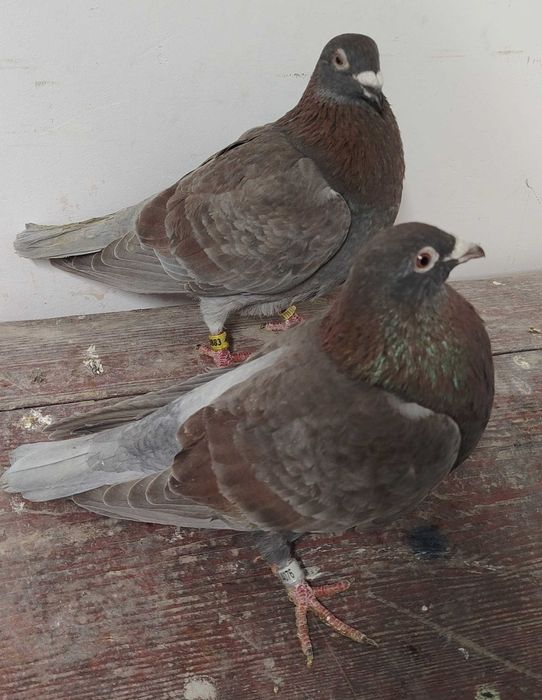 Opal, opale, reduced, rubella, pocztowy