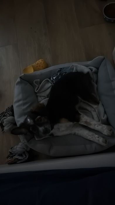 Piesek 3 miesiące do oddania