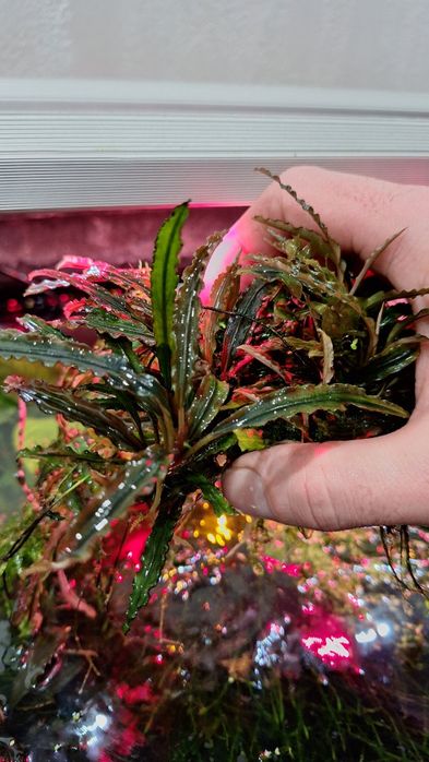 Буцефарандри неймовірно яскраві эхBucephalandra cf. motleyana Black Pu