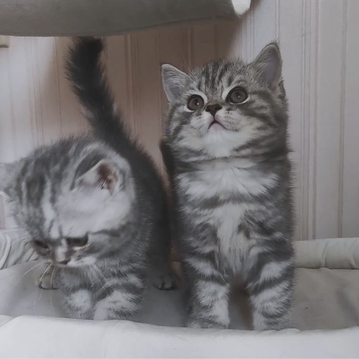 Чудові  котейки