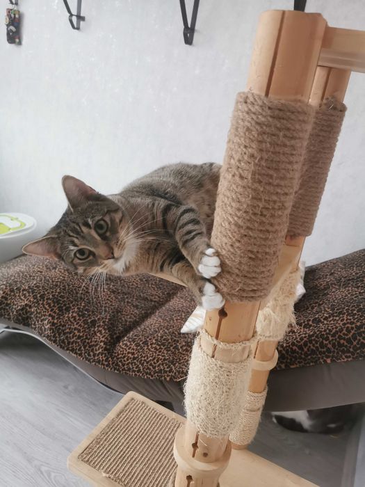 Dziewiecio miesieczne kocurki, rodzeństwo szukają stałego domu.