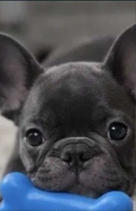 Bulldog francês FÊMEA COR BLUE AND TAN