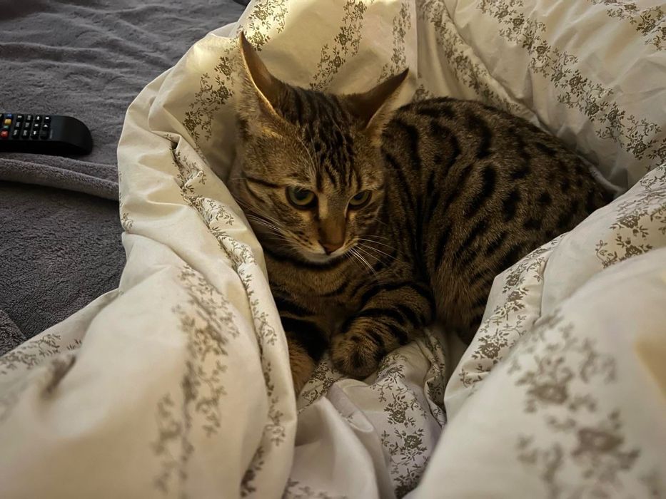 Продам бенгальскую кошку