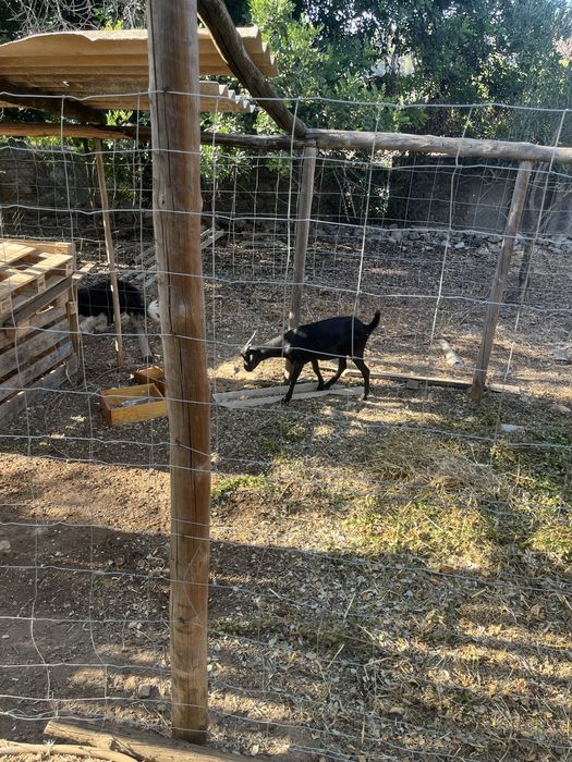 2 cabras e 1 bode