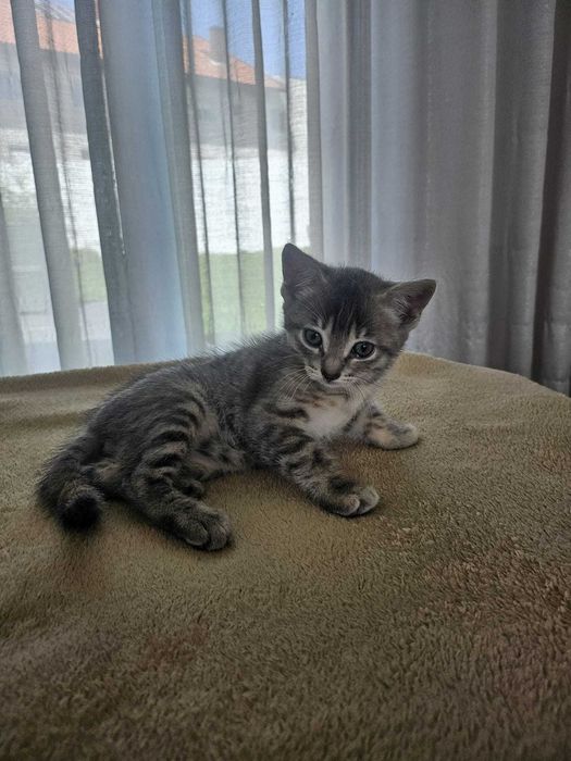 Adoção Responsável de Gatinhas Bebés