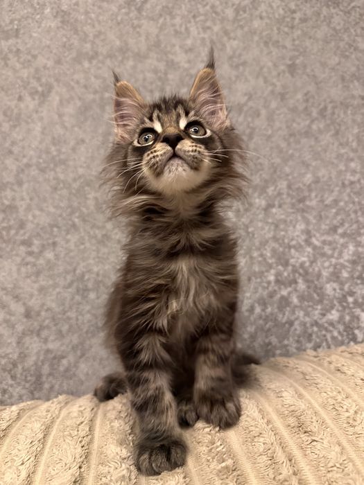 Мейн кун дівчинка