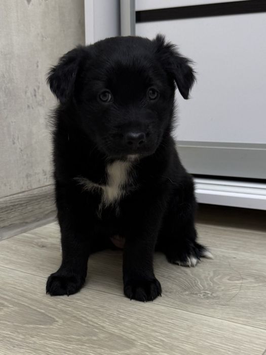 Даром прекрасные щеночки.