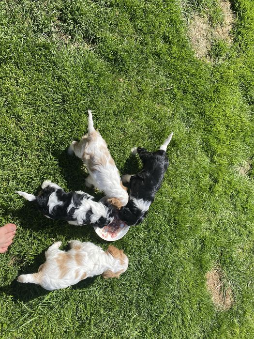 Cavalier king charles spaniel