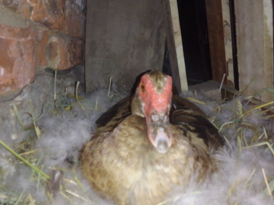 Качки мускатні"шипуни" важка лініячорні інкубаційне яйце  і каченята