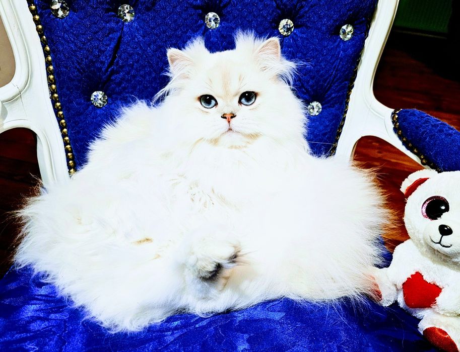 Brytyjski  piękny point kocur długowłosy  błękitnooki