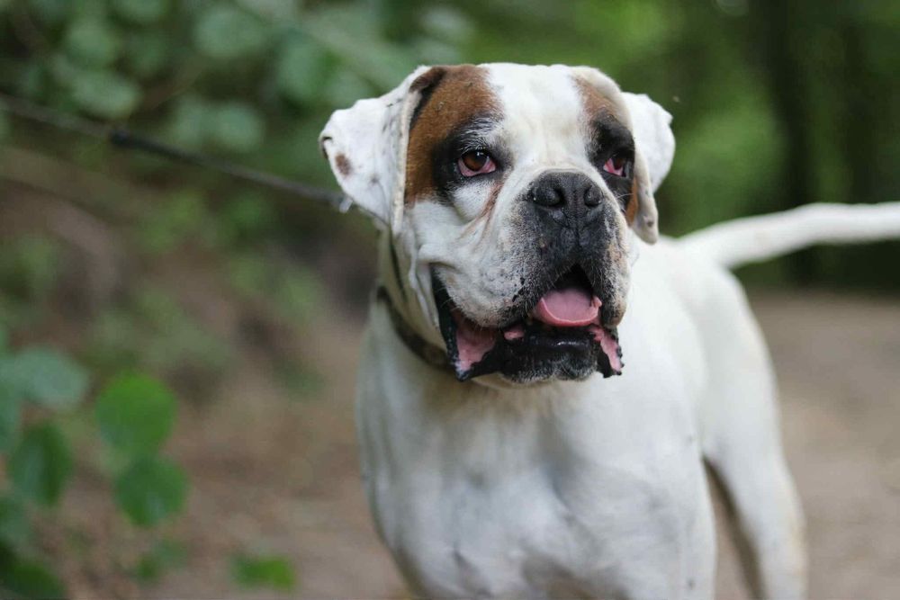 Przyjazny  pies w typie boksera szuka domu / do adopcji