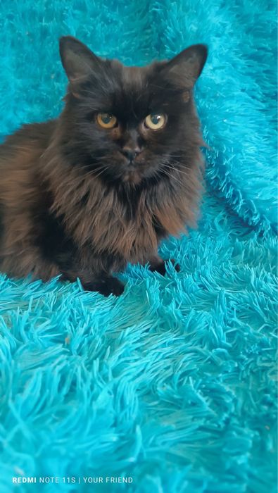 Кошка кошечка пушистая коты кішка кішечка киця