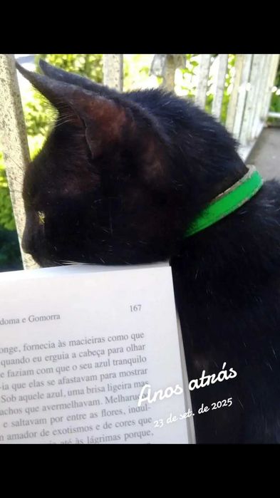 Explicações/ Apoio Inglês (e outras)