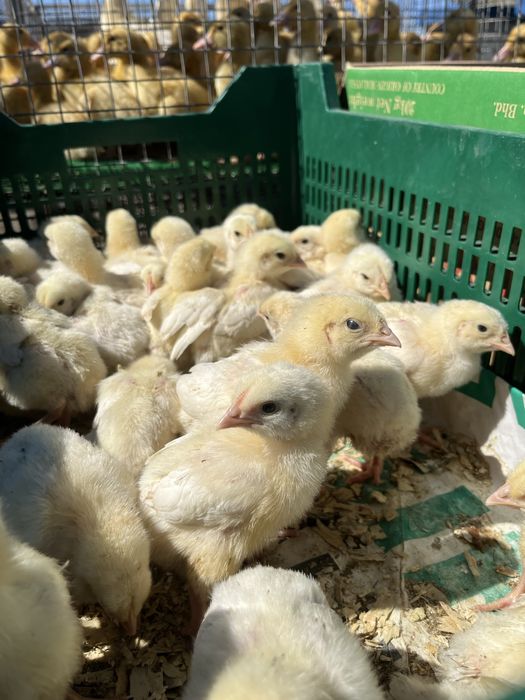 Кури курчата каченята качки домінант бройлери